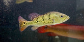Golden Kelberi Peacock Bass Size 5”